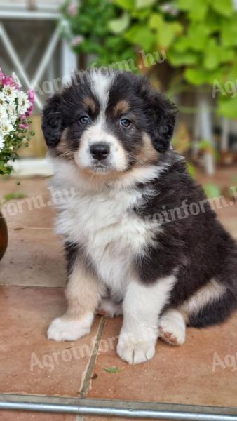 Border Collie fajtatiszta jellegű  kiskutyák