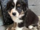 Border Collie fajtatiszta jellegű  kiskutyák