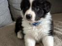 Border Collie fajtatiszta jellegű  kiskutyák