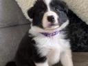 Border Collie fajtatiszta jellegű  kiskutyák