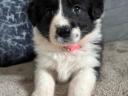 Border Collie fajtatiszta jellegű  kiskutyák