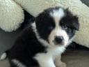Border Collie fajtatiszta jellegű  kiskutyák