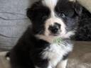 Border Collie fajtatiszta jellegű  kiskutyák