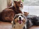 Border Collie fajtatiszta jellegű  kiskutyák
