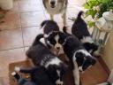 Border Collie fajtatiszta jellegű  kiskutyák