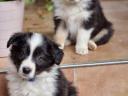 Border Collie fajtatiszta jellegű  kiskutyák
