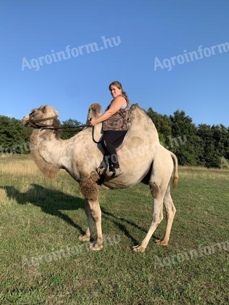 Tevegelési lehetőség gyönyörű környezetben