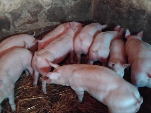 11hetes malacok eladók