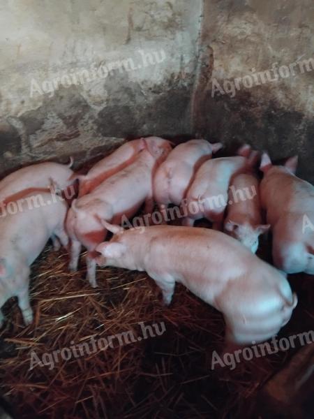 11hetes malacok eladók