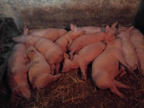 Választási malacok eladók Választási malacok eladók
