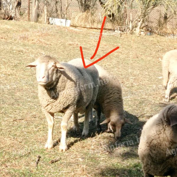 120-130 kg-os saját nevelésű (nem törzskönyvezett) aktív tanyasi kos eladó Kiskunfélegyházán