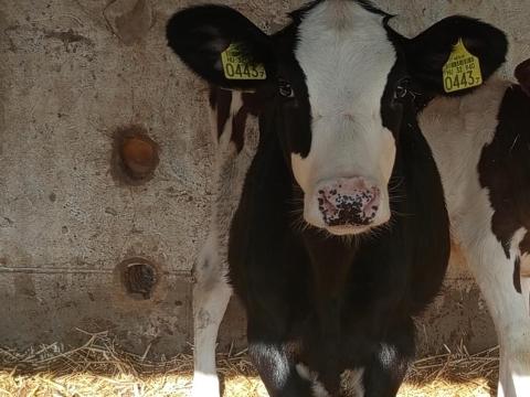 Eladó 1db választási üsző Eladó 1db választási üsző