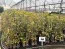 Plante de alun în ghiveci din pepiniera proprie