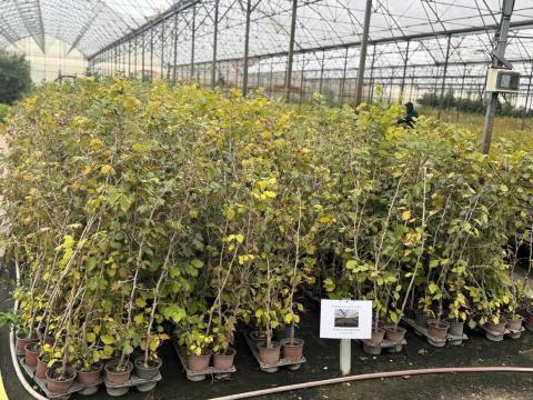 Plante de alun în ghiveci din pepiniera proprie Plante de alun în ghiveci din pepiniera proprie