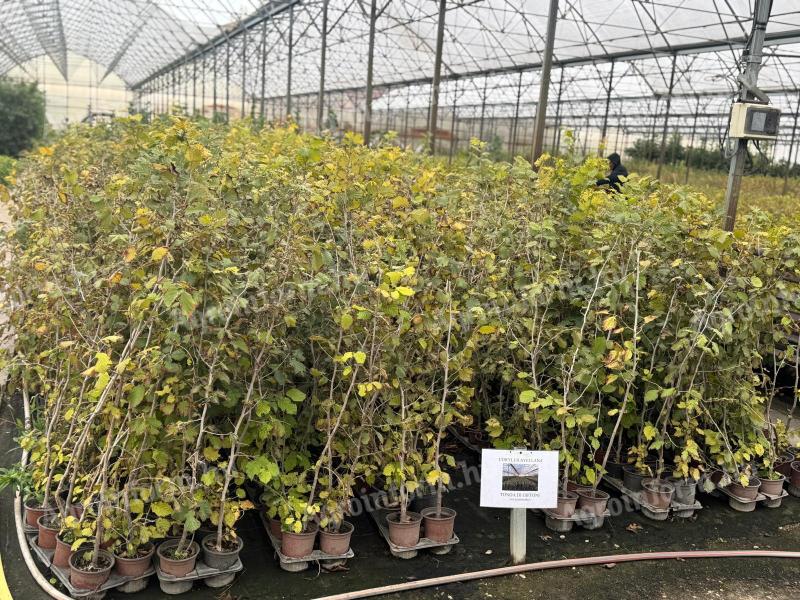 Plante de alun în ghiveci din pepiniera proprie