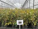 Plante de alun în ghiveci din pepiniera proprie