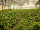 Plante de alun în ghiveci din pepiniera proprie