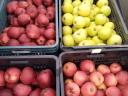 Léalma eladó Újpesten – ipari alma, cefrealma, takarmánynak is