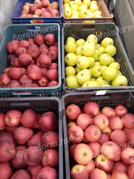 Léalma eladó Újpesten – ipari alma, cefrealma, takarmánynak is