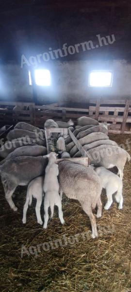 180 db juh állomány eladó egyben