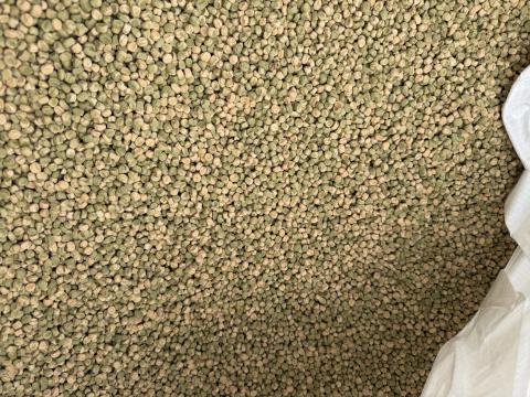 Takarmányborsó eladó – vetőmag tisztaságú, ömlesztve vagy zsákban