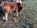 Aubrac tenyészbika jelöltek előjegyezhetők