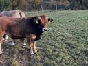 Aubrac tenyészbika jelöltek előjegyezhetők