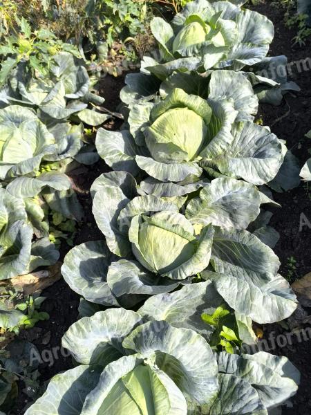 Fejes káposzta eladó – Agressor, Toreador és Kiloherb fajták