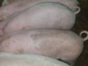 Eladó 30 kg-os malacok