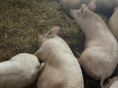 Selejt hízósertés eladó Selejt hízósertés eladó