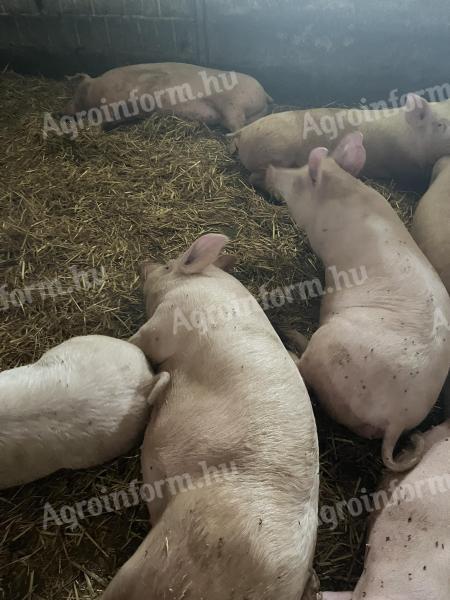 Selejt hízósertés eladó