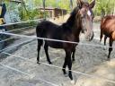 Eladó magyar félvér csődőr csikó hobbi célra