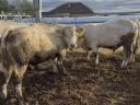Charolais hízó bikák