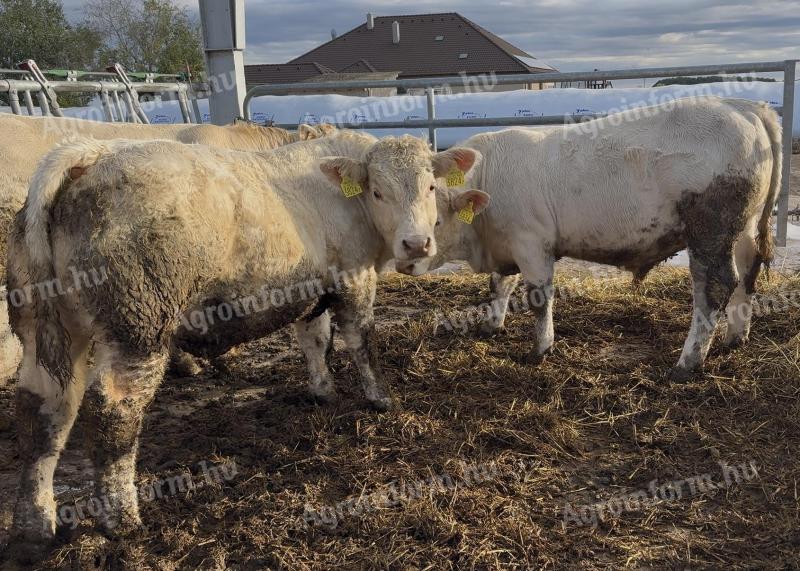 Charolais hízó bikák