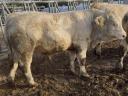 Charolais hízó bikák