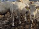 Charolais hízó bikák