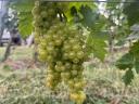 Eladó Furmint szőlő termés Tokaj-Hegyalján Tolcsván