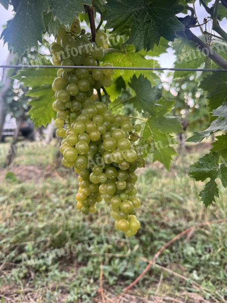 Eladó Furmint szőlő termés Tokaj-Hegyalján Tolcsván