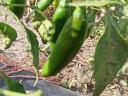 Savanyításra alkalmas paprika eladó!