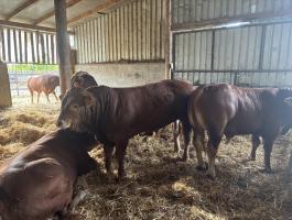 Limousin tenyészbikák eladók Sülysápon