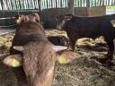 Limousin tenyészbikák eladók Sülysápon