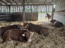 Limousin tenyészbikák eladók Sülysápon
