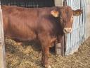 Limousin tenyészbikák eladók Sülysápon