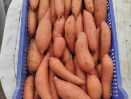 Édesburgonya / Batáta (I. és II. osztály) eladó