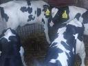 Eladó rendezett papírokkal 10 db Holstein-fríz bika, 4-5 hetesek