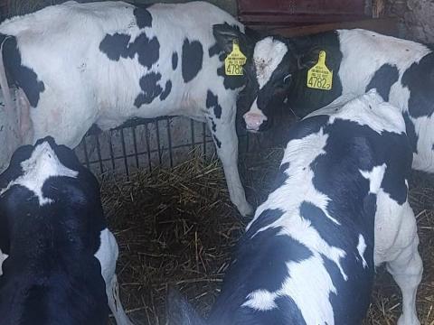 Eladó rendezett papírokkal 10 db Holstein-fríz bika, 4-5 hetesek Eladó rendezett papírokkal 10 db Holstein-fríz bika, 4-5 hetesek