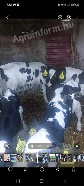Eladó rendezett papírokkal 10 db Holstein-fríz bika, 4-5 hetesek