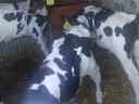 Eladó rendezett papírokkal 10 db Holstein-fríz bika, 4-5 hetesek