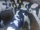 Eladó rendezett papírokkal 10 db Holstein-fríz bika, 4-5 hetesek