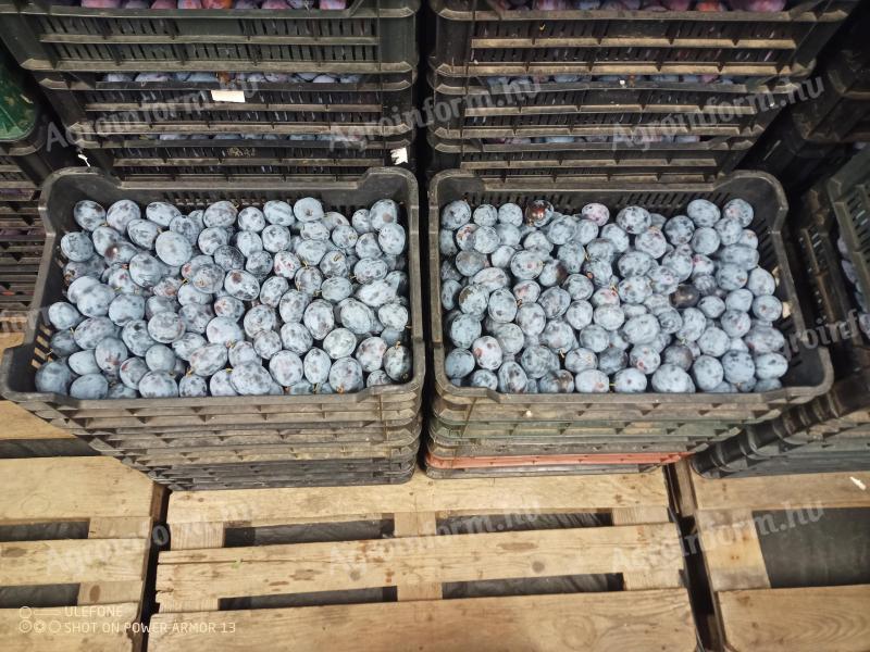 Szilva(Top hit),  lepuhult,  túlérett(nem moniliás),  lekvárnak cefrének 300 Ft/kg-s áron eladó